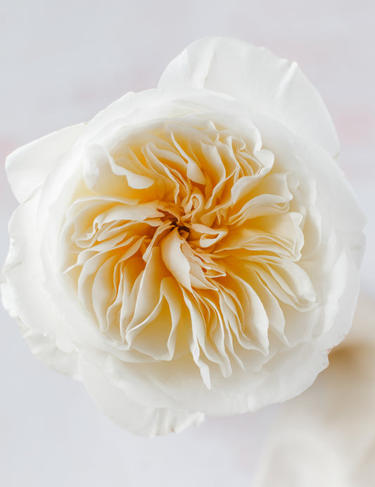 Bessie Garden Rose (12 Stems)