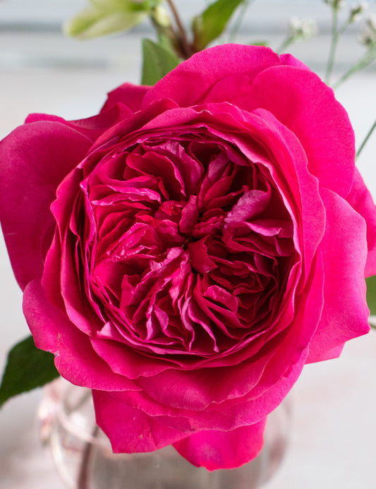 Capability Garden Rose (12 Stems)