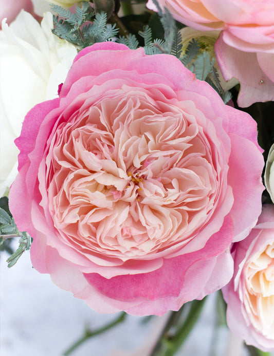Constance Garden Rose (12 Stems)