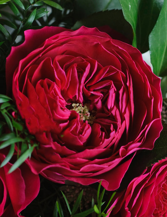 Darcey Garden Rose (12 Stems)