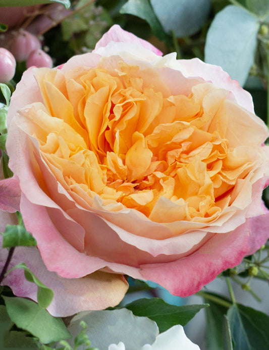 Edith Garden Rose (12 Stems)