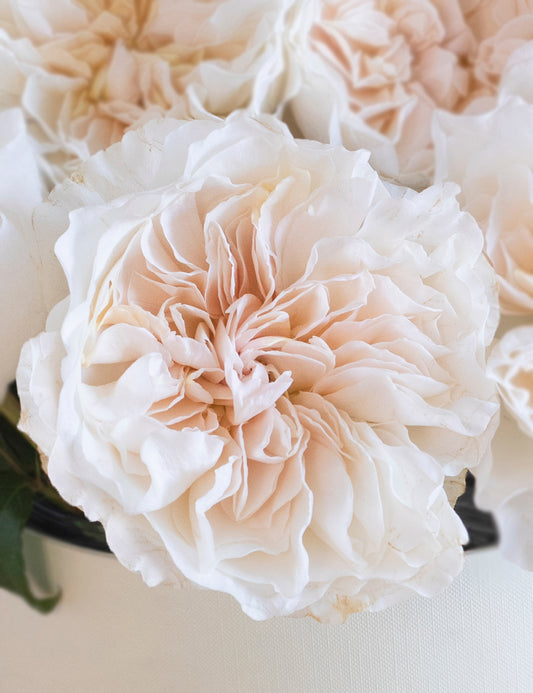 Eugenie Garden Rose (12 Stems)