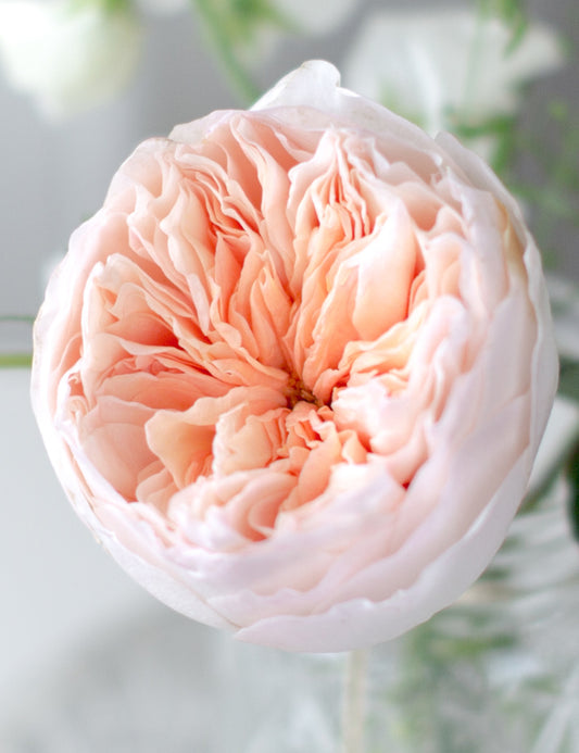 Juliet Garden Rose (12 Stems)