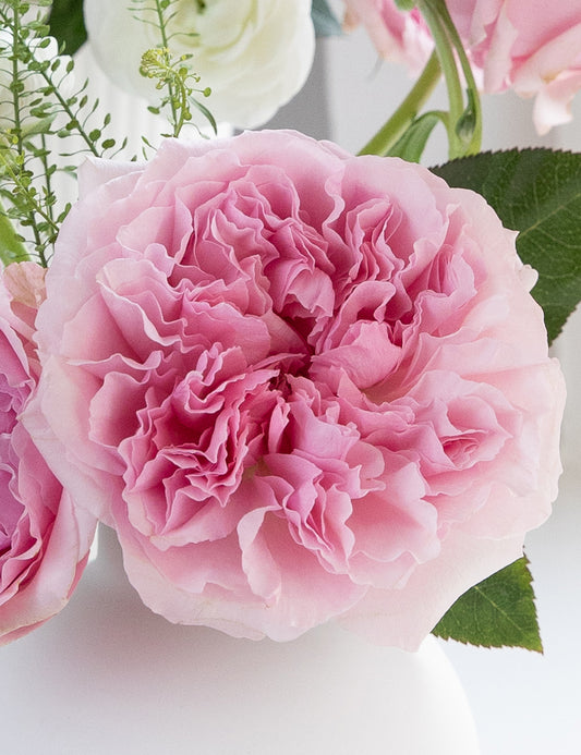 Miranda Garden Rose (12 Stems)
