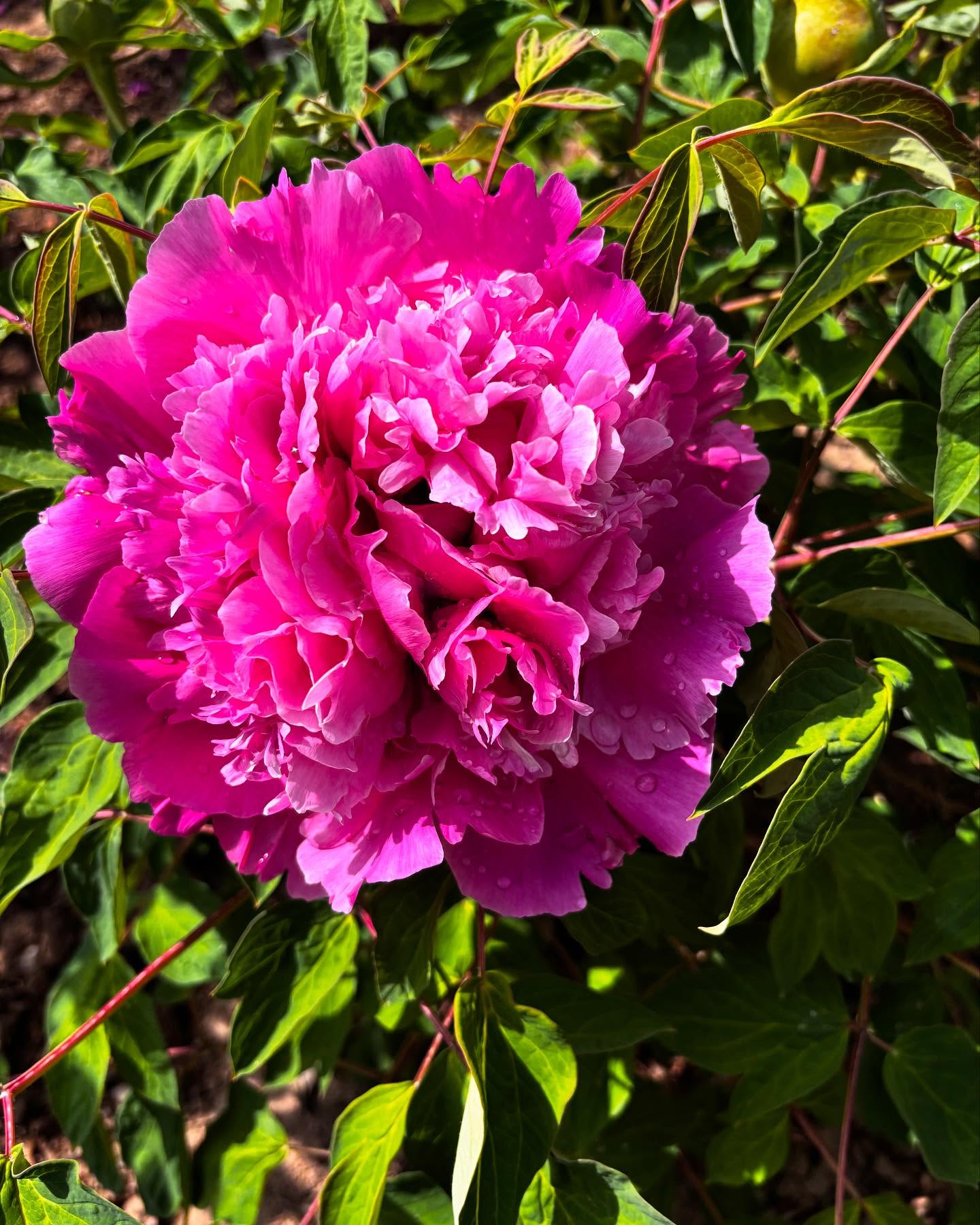 "Li xiang" large flower tree peony