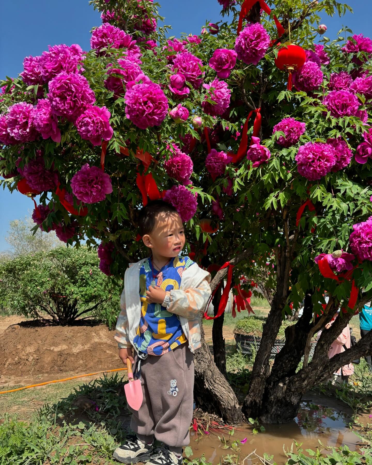 "Li xiang" large flower tree peony