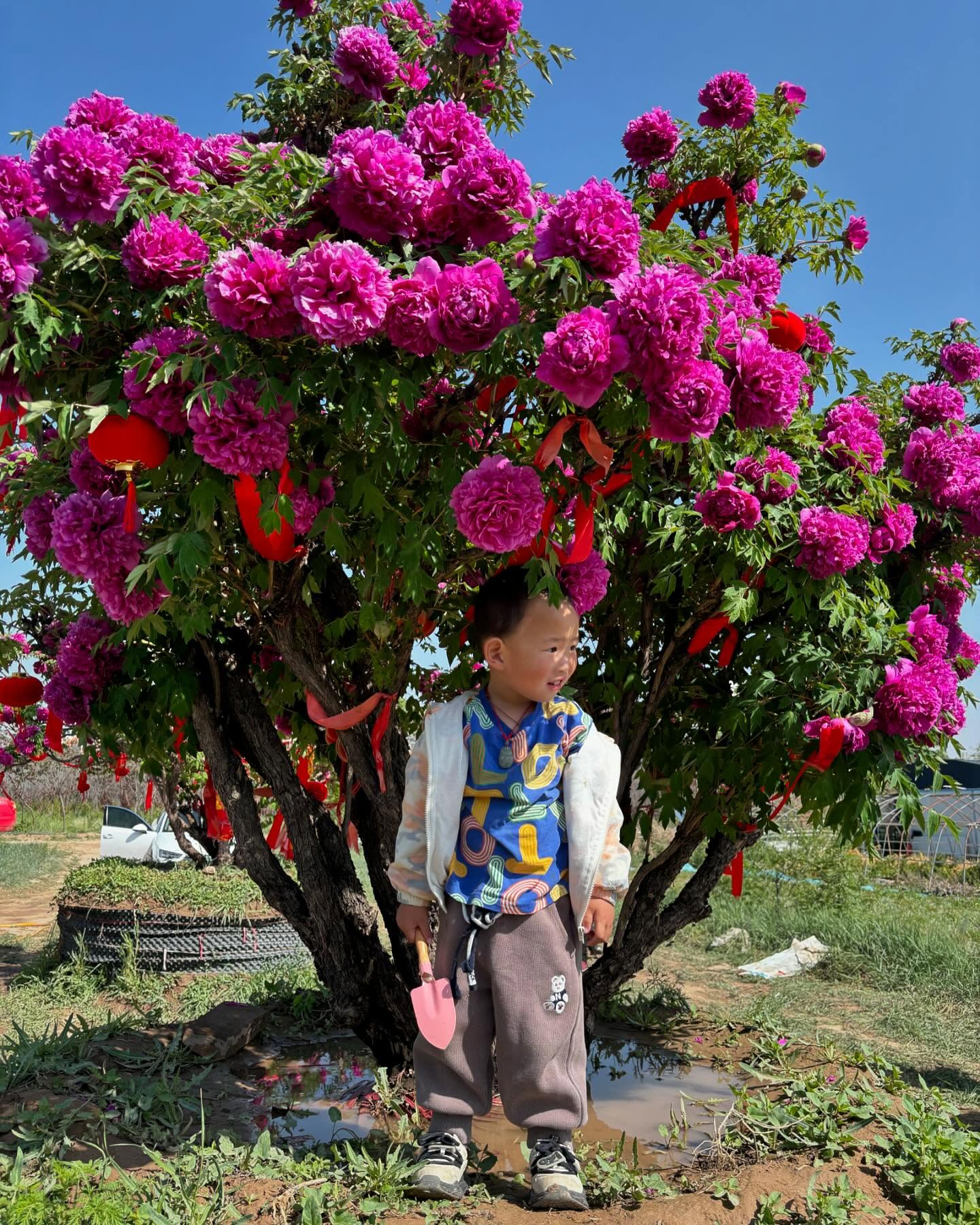 "Li xiang" large flower tree peony