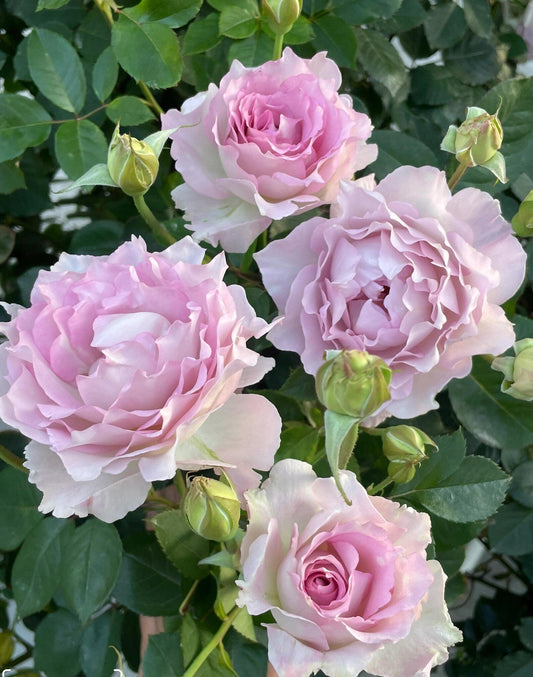 Dew Serenade Lu Ning Xiang thornless rose plant flower bush shrub