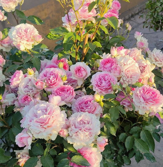 Doniazade thornless rose plant flower bush shrub