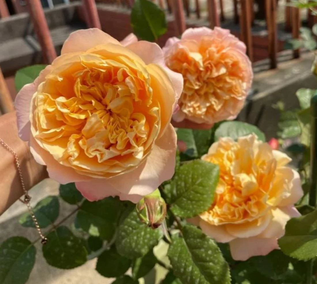 Yellow & pink wedding garden rose plant large flower bush deciduous shrub