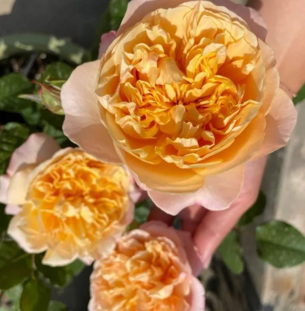 Yellow & pink wedding garden rose plant large flower bush deciduous shrub