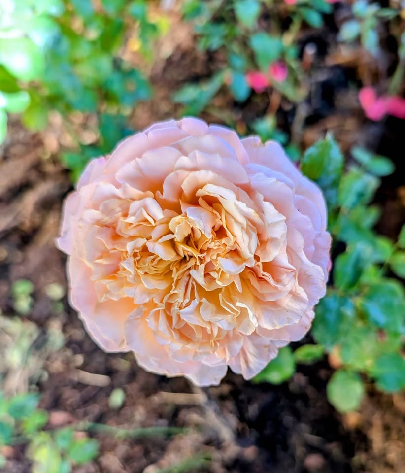 Yellow & pink wedding garden rose plant large flower bush deciduous shrub