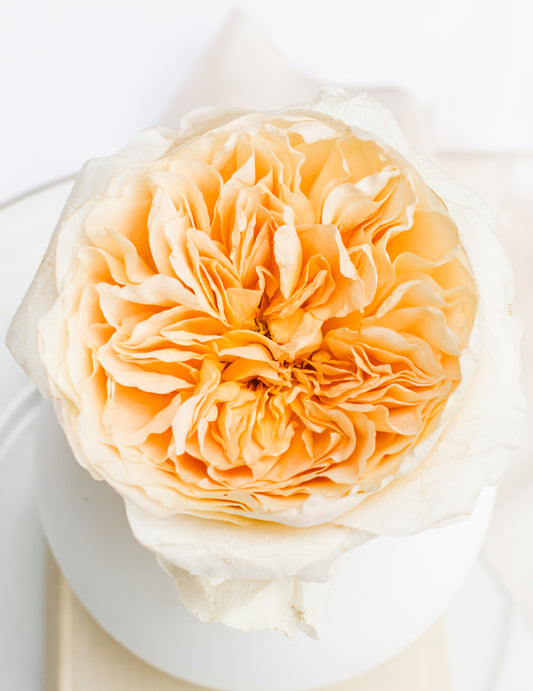 Effie Garden Rose (12 Stems)