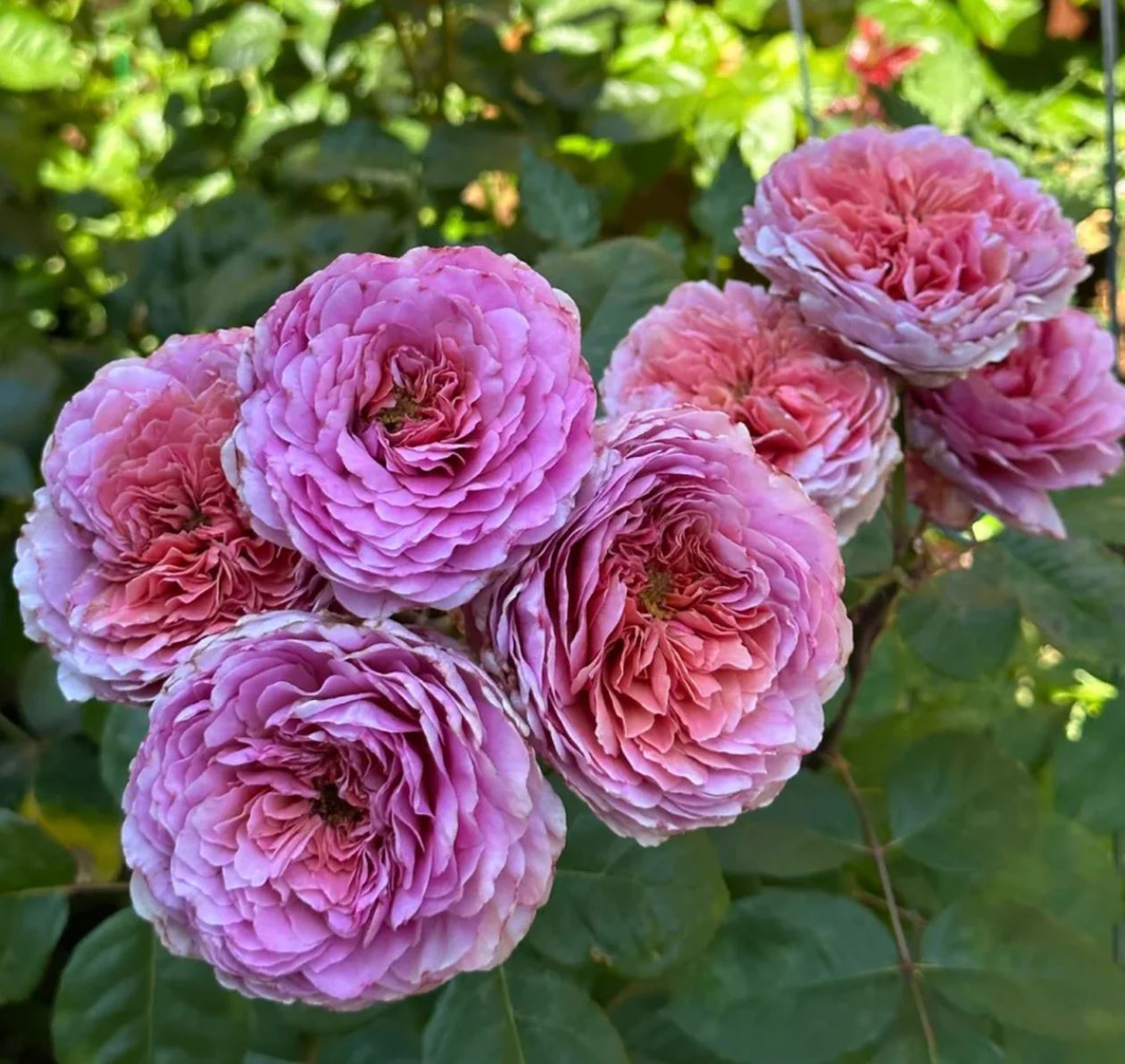 Eisvogel lookalike garden rose plant large flower bush deciduous shrub
