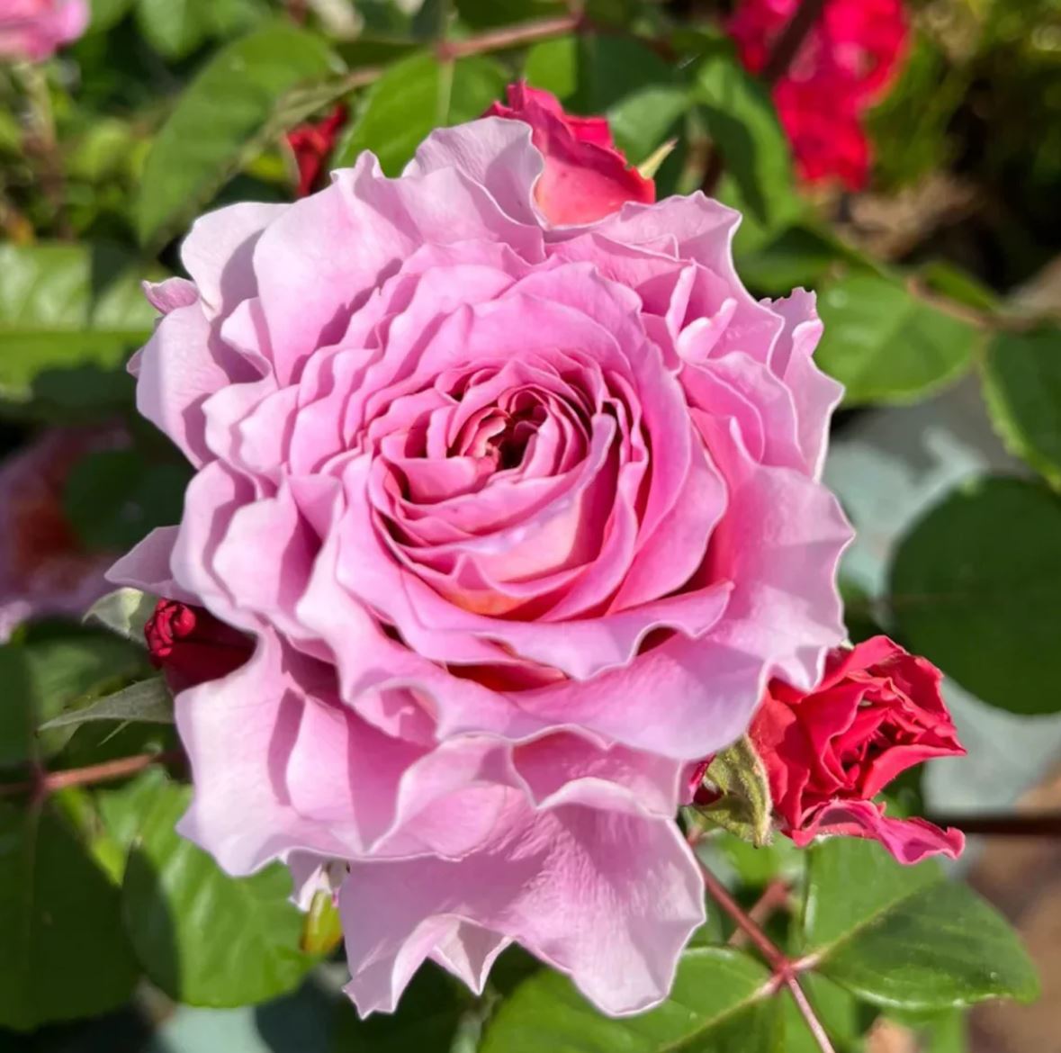 Eisvogel lookalike garden rose plant large flower bush deciduous shrub