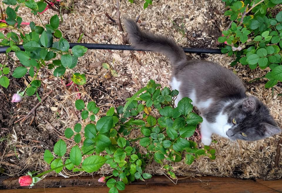 Eisvogel lookalike garden rose plant large flower bush deciduous shrub