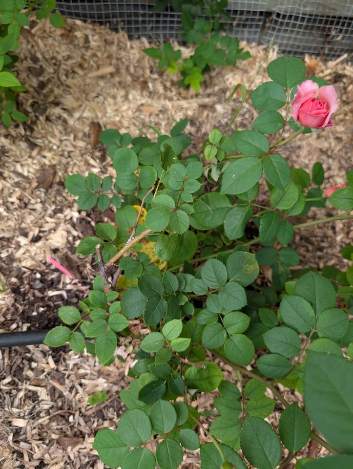 Eisvogel lookalike garden rose plant large flower bush deciduous shrub