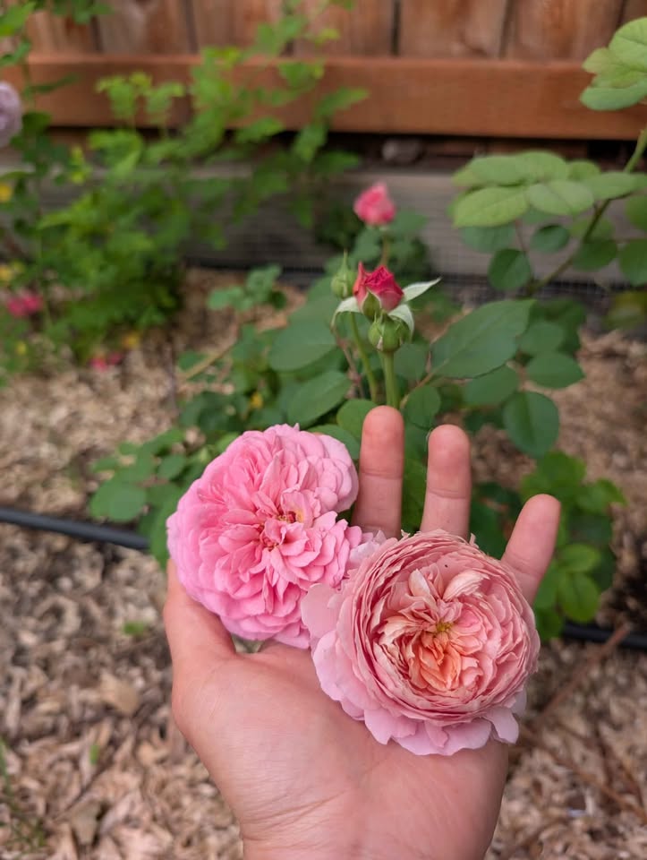 Eisvogel lookalike garden rose plant large flower bush deciduous shrub