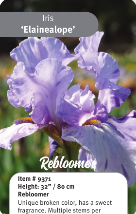 Elainealope Iris