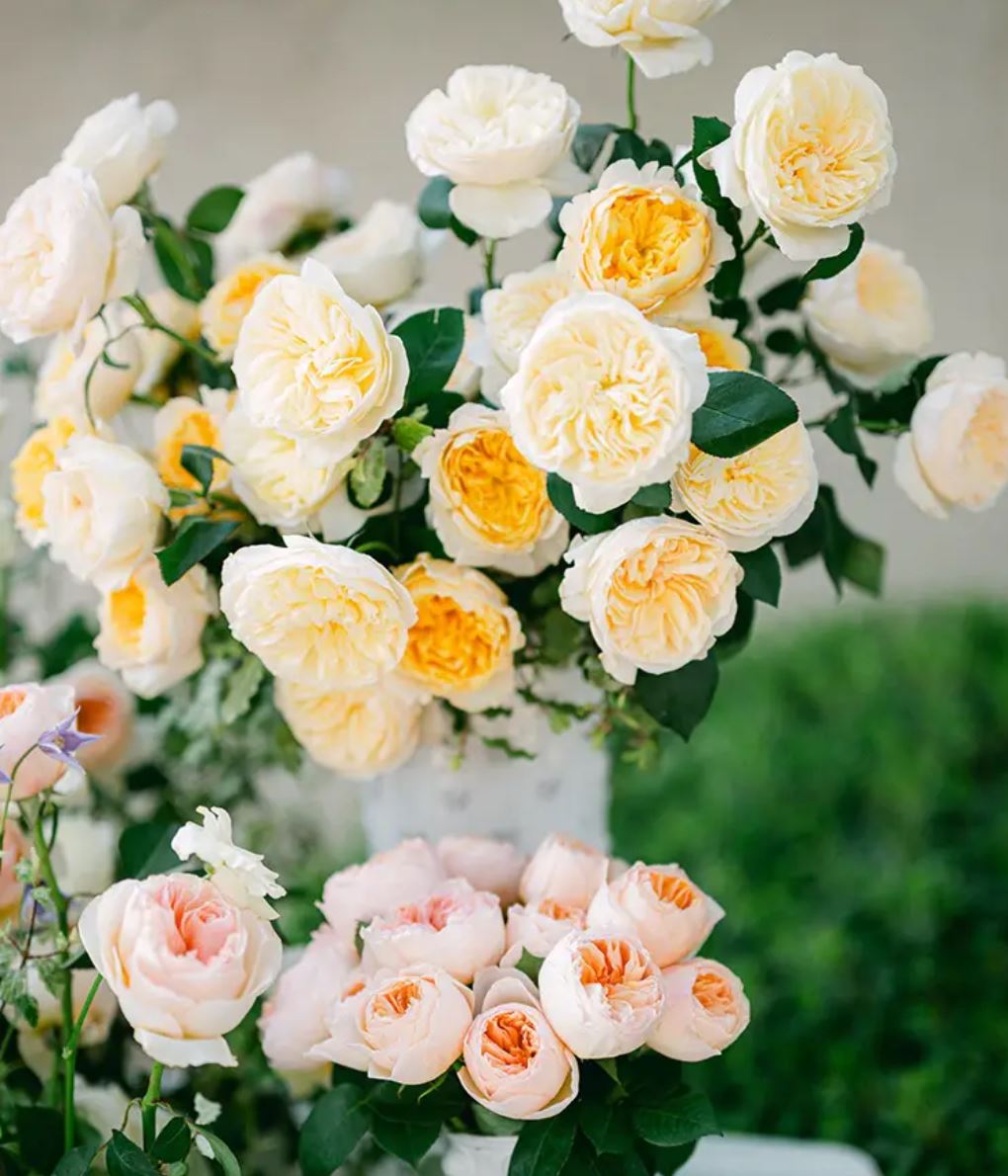 12 roses Beatrice deluxe, unique garden roses