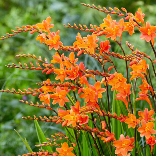 Free crocosmia plants & bulbs
