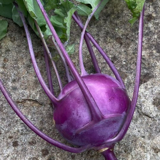 Free purple kohlrabi seeds