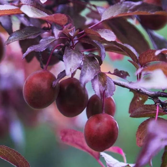 Free you dig Hollywood plum trees