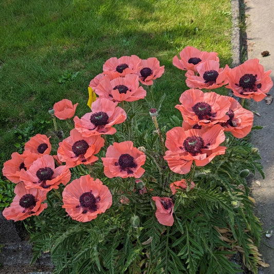 Free large flowering poppy seeds