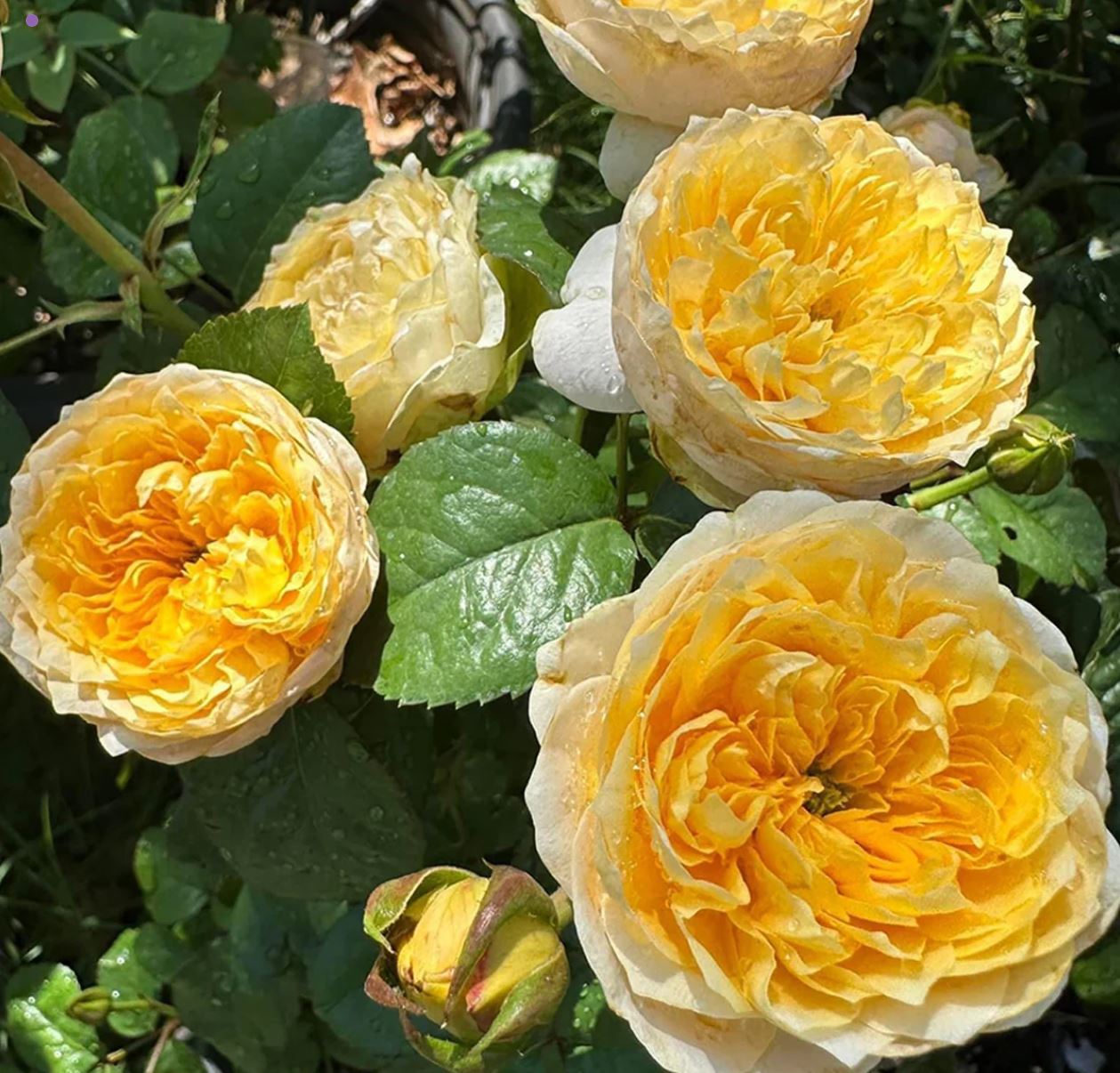 Golden Vuvuzela lookalike wedding garden rose plant large flower bush deciduous shrub