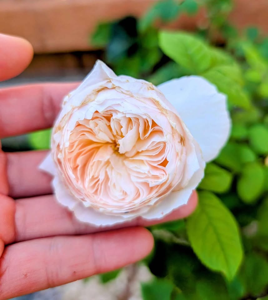 Juliet lookalike Hanxian climbing garden rose plant large flower bush deciduous shrub