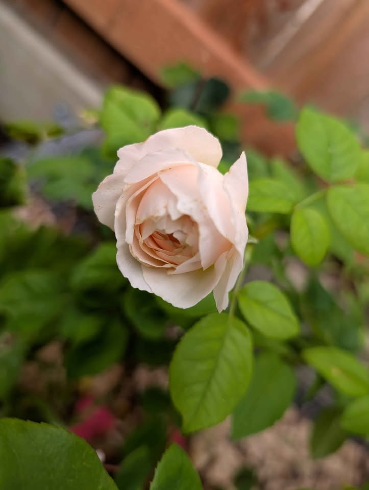 Juliet lookalike Hanxian climbing garden rose plant large flower bush deciduous shrub