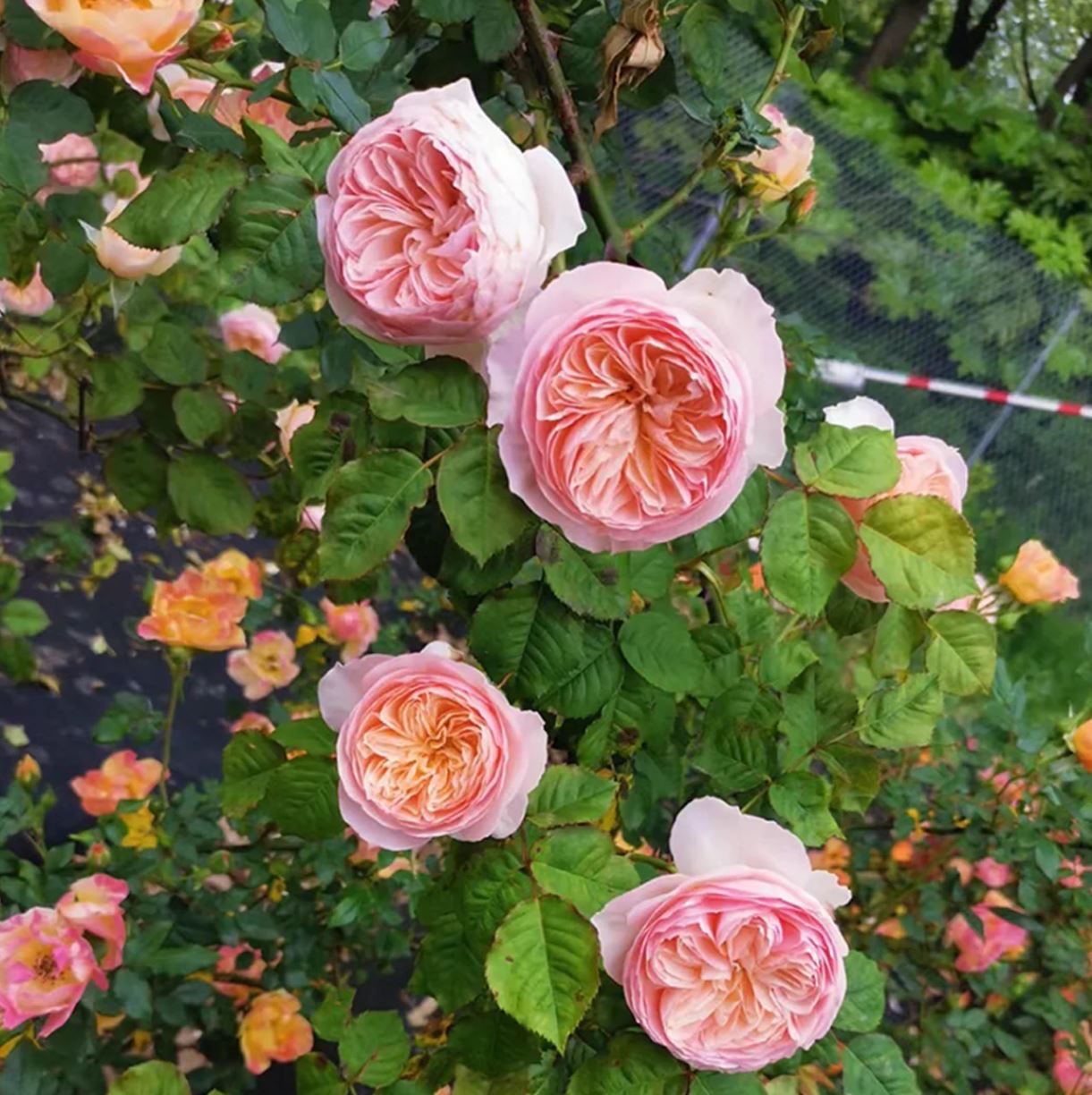 Juliet lookalike Hanxian climbing garden rose plant large flower bush deciduous shrub