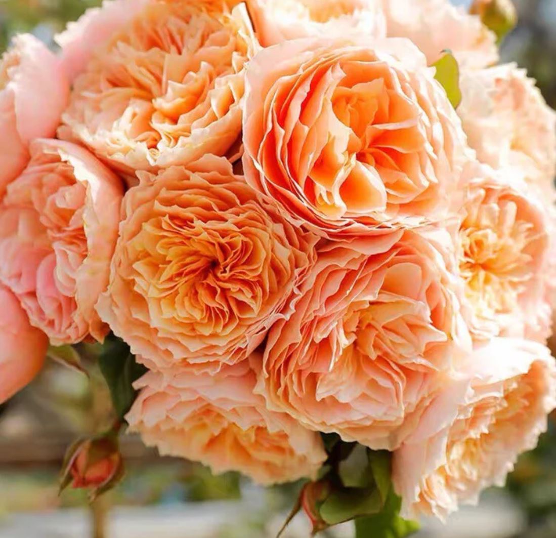 Juliet lookalike Hanxian climbing garden rose plant large flower bush deciduous shrub