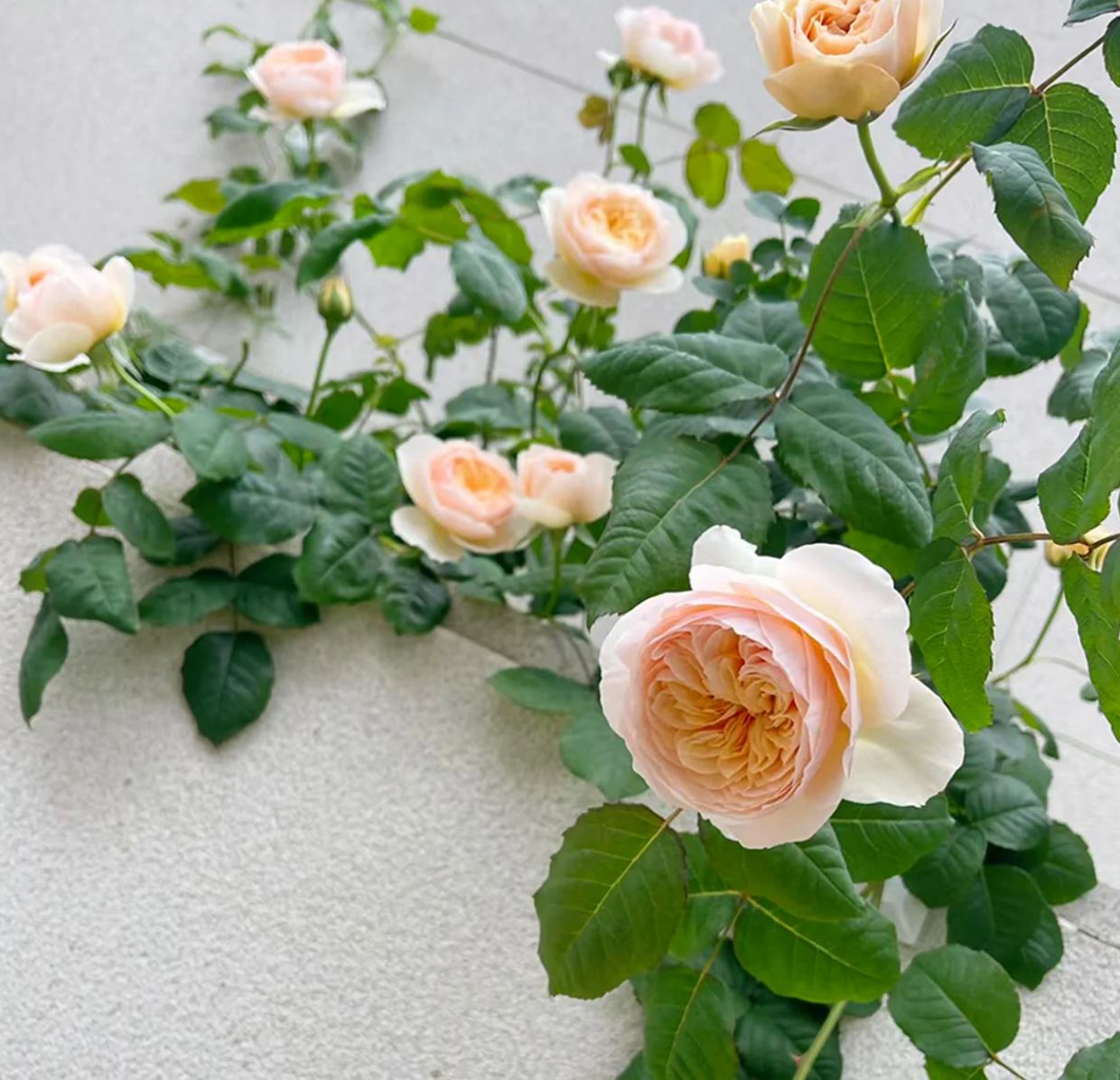 Juliet lookalike Hanxian climbing garden rose plant large flower bush deciduous shrub