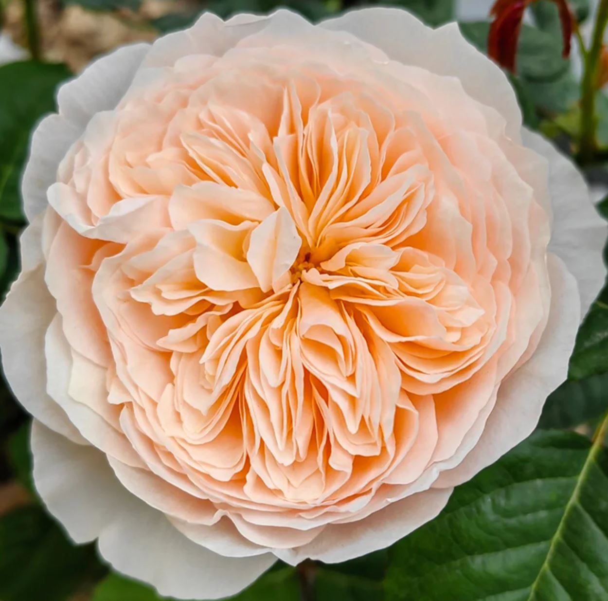 Juliet lookalike Hanxian climbing garden rose plant large flower bush deciduous shrub