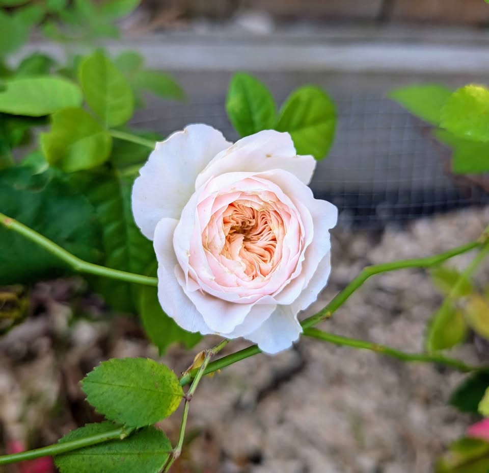 Juliet lookalike Hanxian climbing garden rose plant large flower bush deciduous shrub
