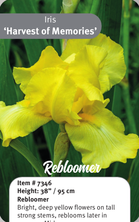 Harvest of Memories Rebloom Iris