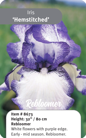 Hemstitched Rebloom Iris