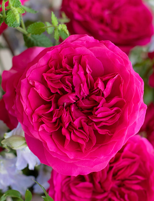 Hettie Garden Rose (12 Stems)