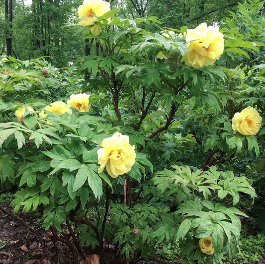 "High noon" large flower Japanese tree peony