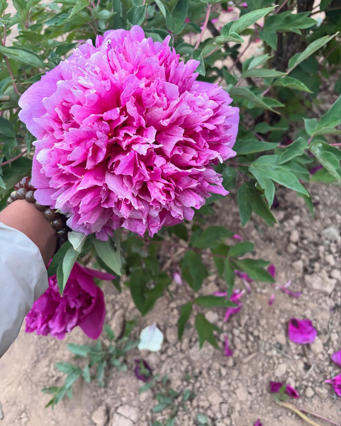 "Red crown jade beads" large flower tree peony