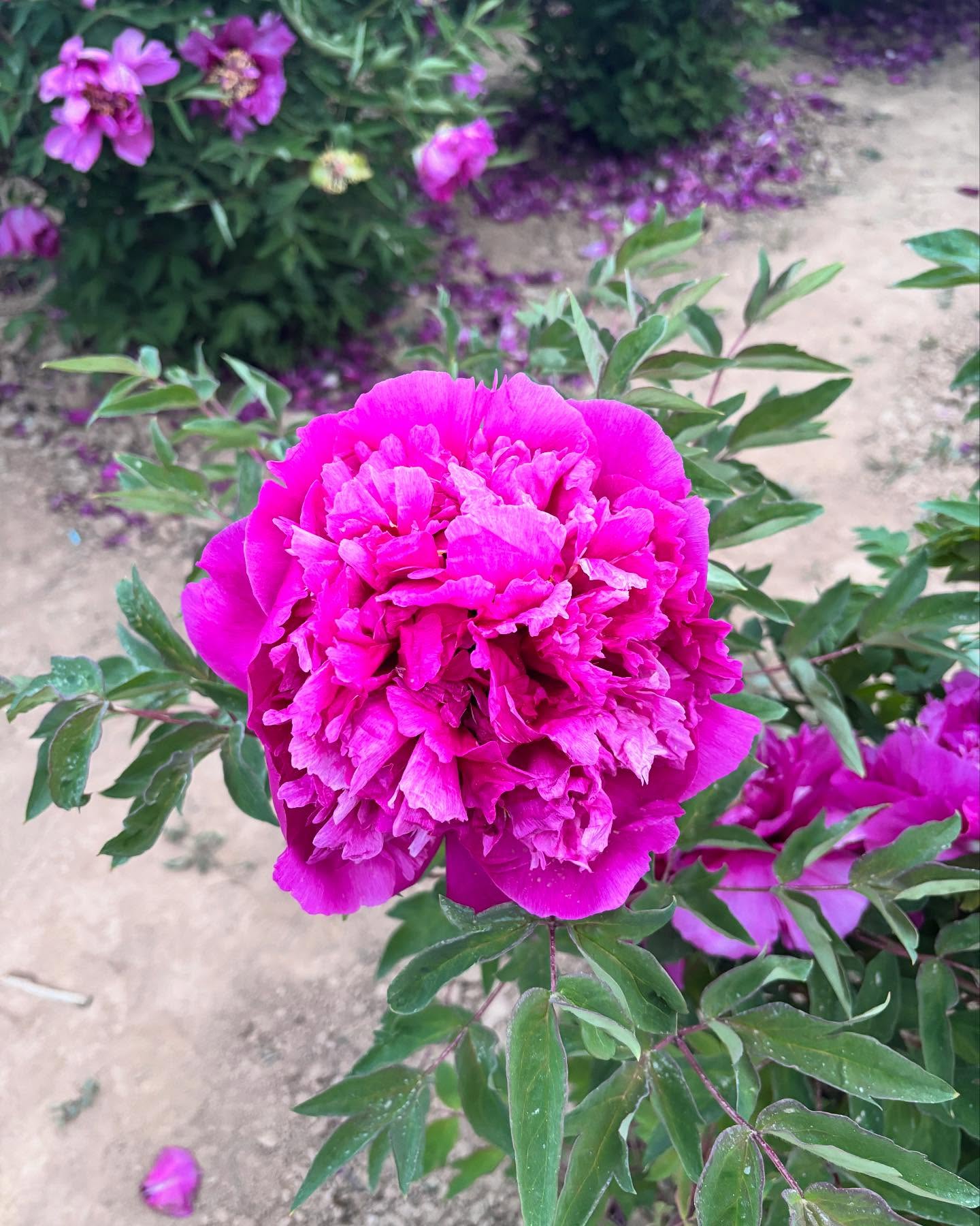 "Red crown jade beads" large flower tree peony