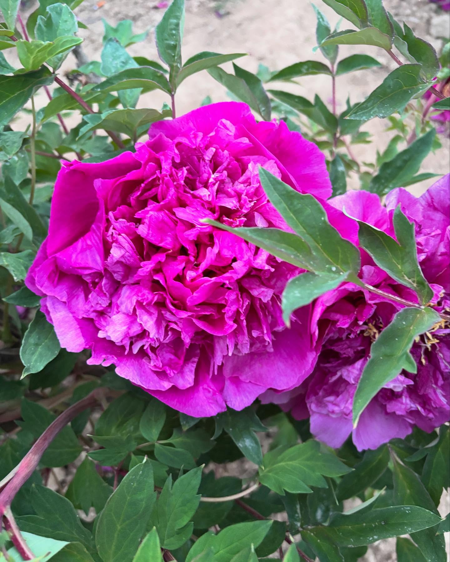 "Red crown jade beads" large flower tree peony