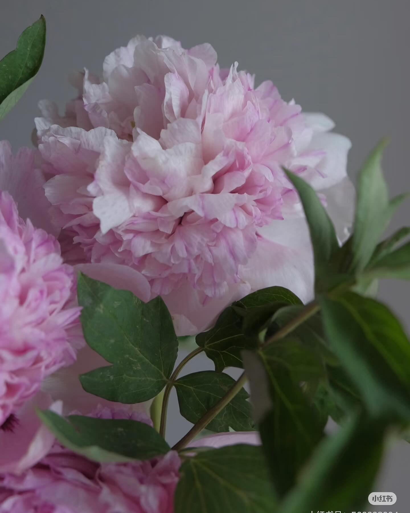 "Red thread girl" large flower tree peony