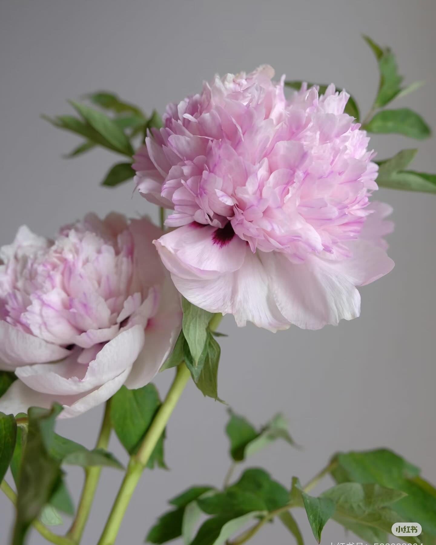 "Red thread girl" large flower tree peony