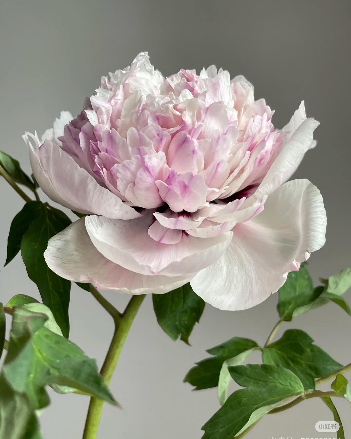 "Red thread girl" large flower tree peony