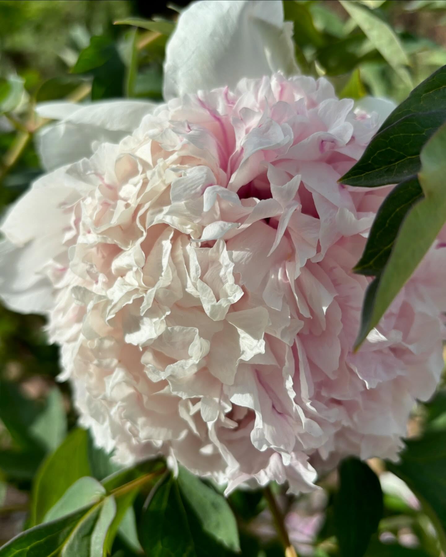 "Red thread girl" large flower tree peony