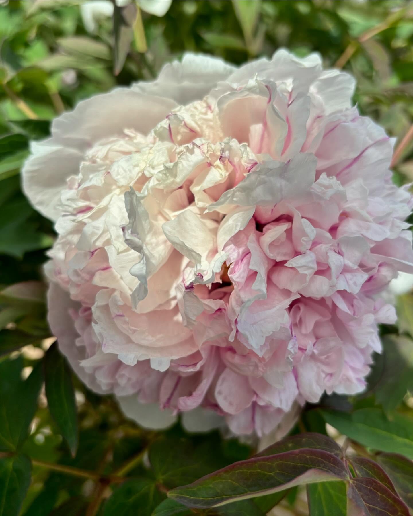 "Red thread girl" large flower tree peony