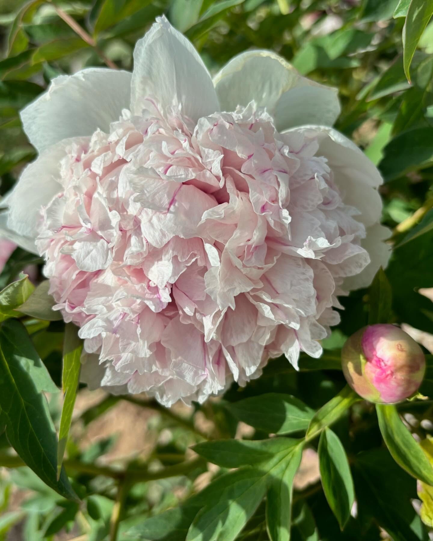 "Red thread girl" large flower tree peony