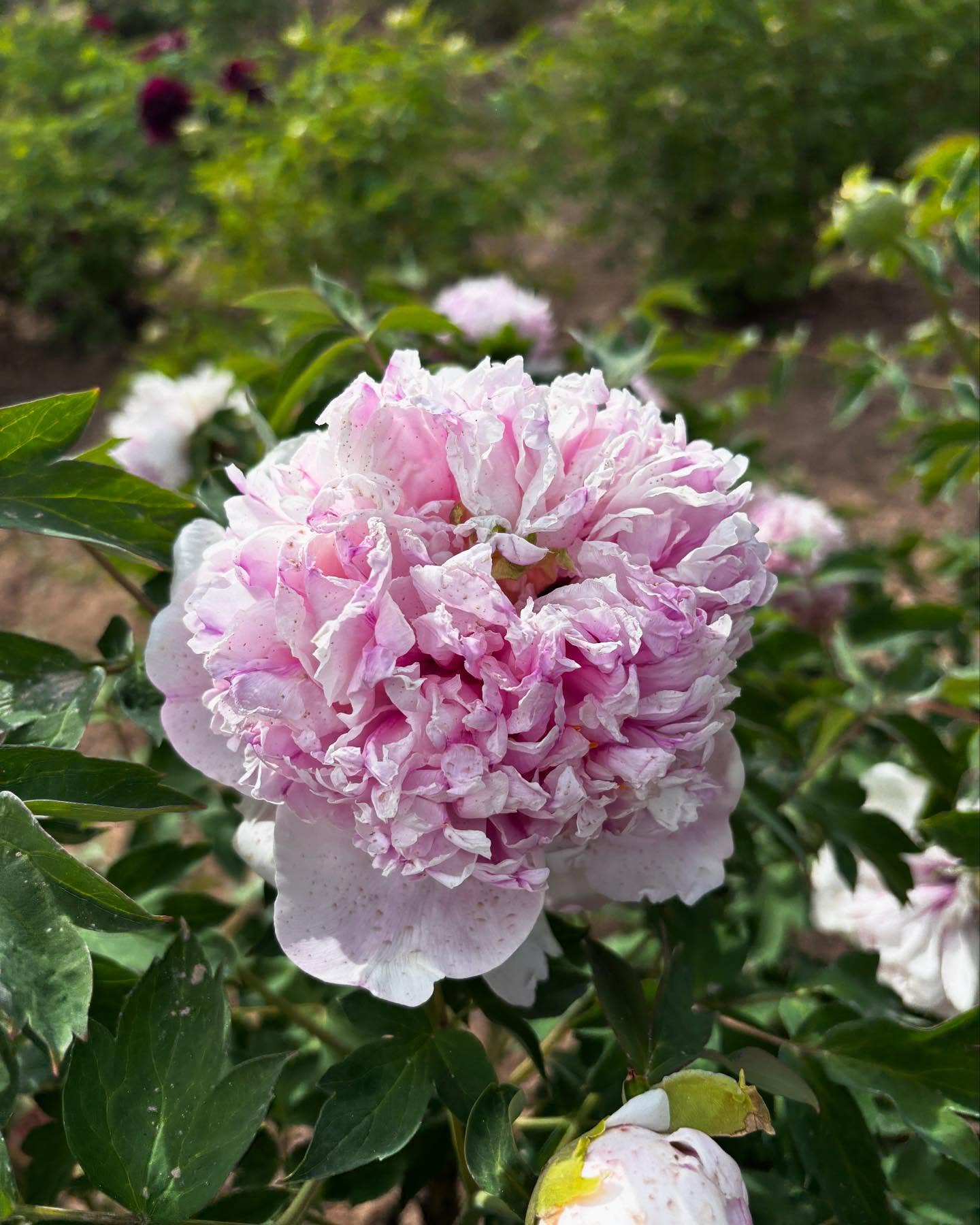 "Red thread girl" large flower tree peony